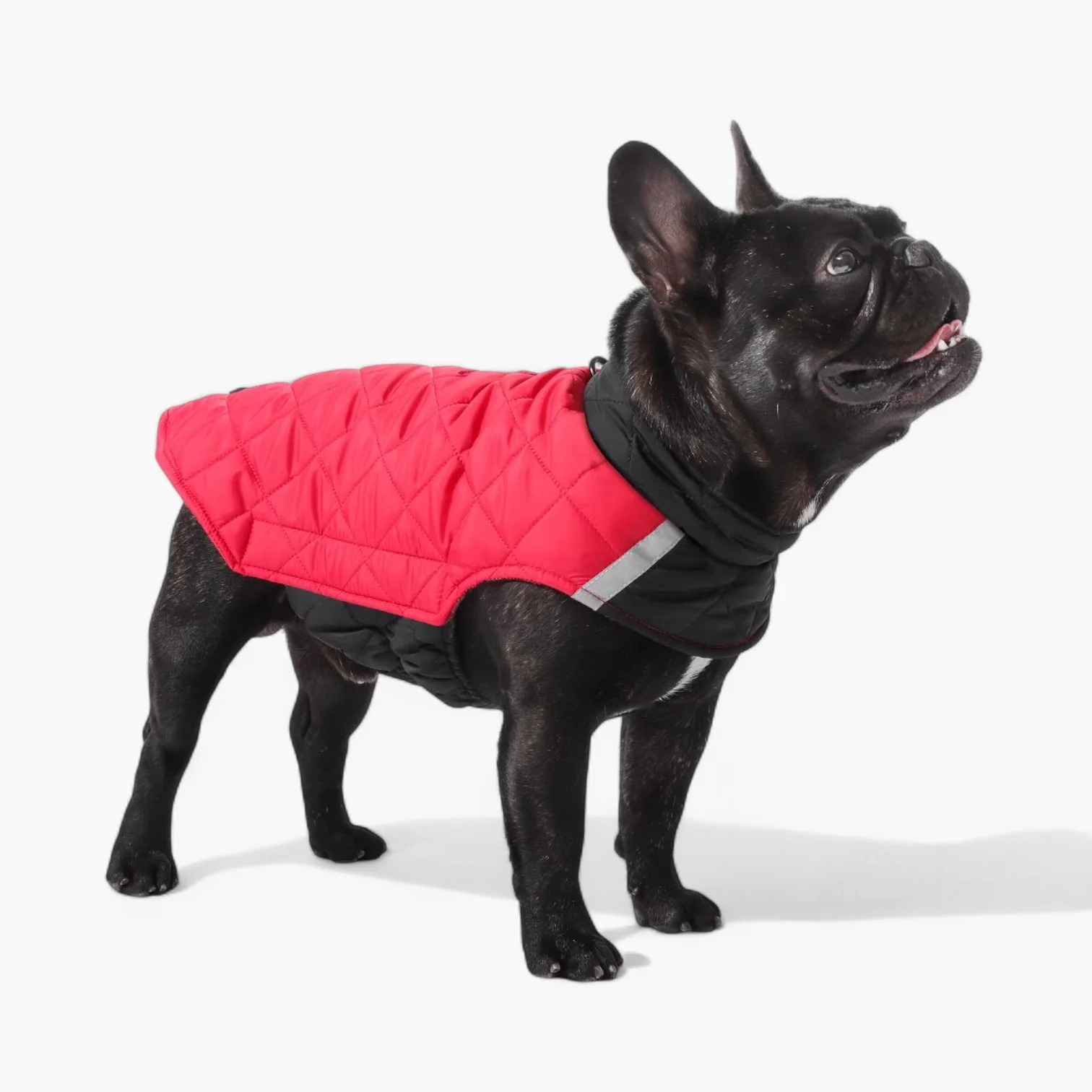 French Bulldog Clothes
